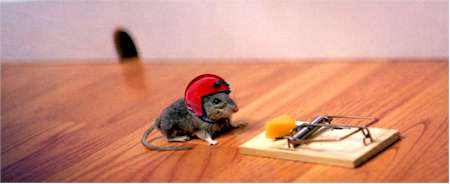 mouse.jpg