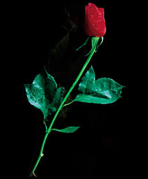 vampirerose.jpg